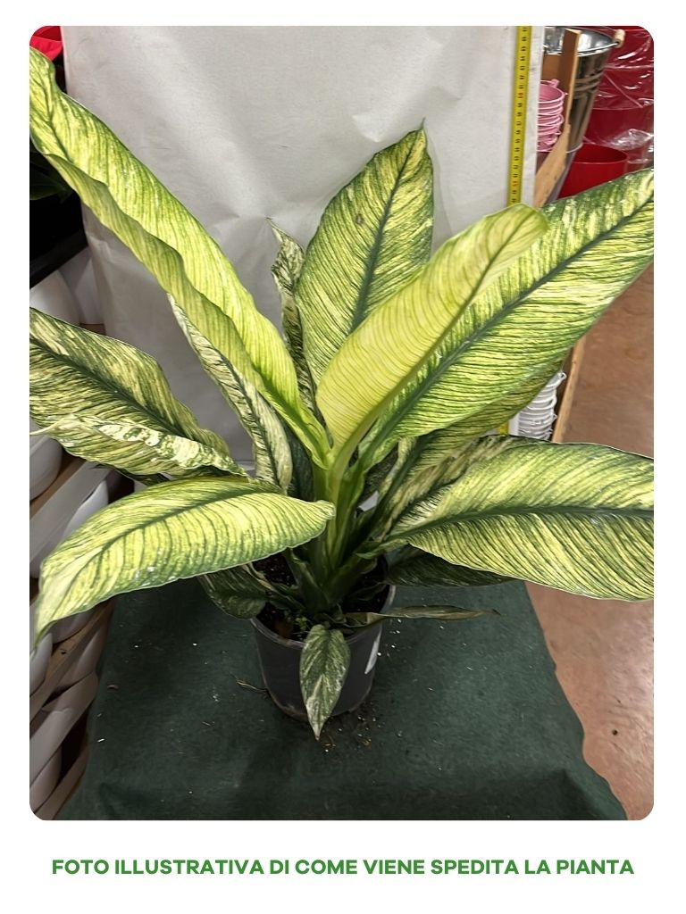 SPATHIPHYLLUM SENSATION VARIEGATO VASO 17CM