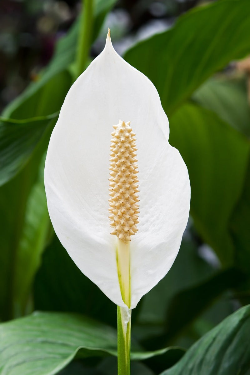SPATHIPHYLLUM ALFETTA BIANCO VASO 17CM