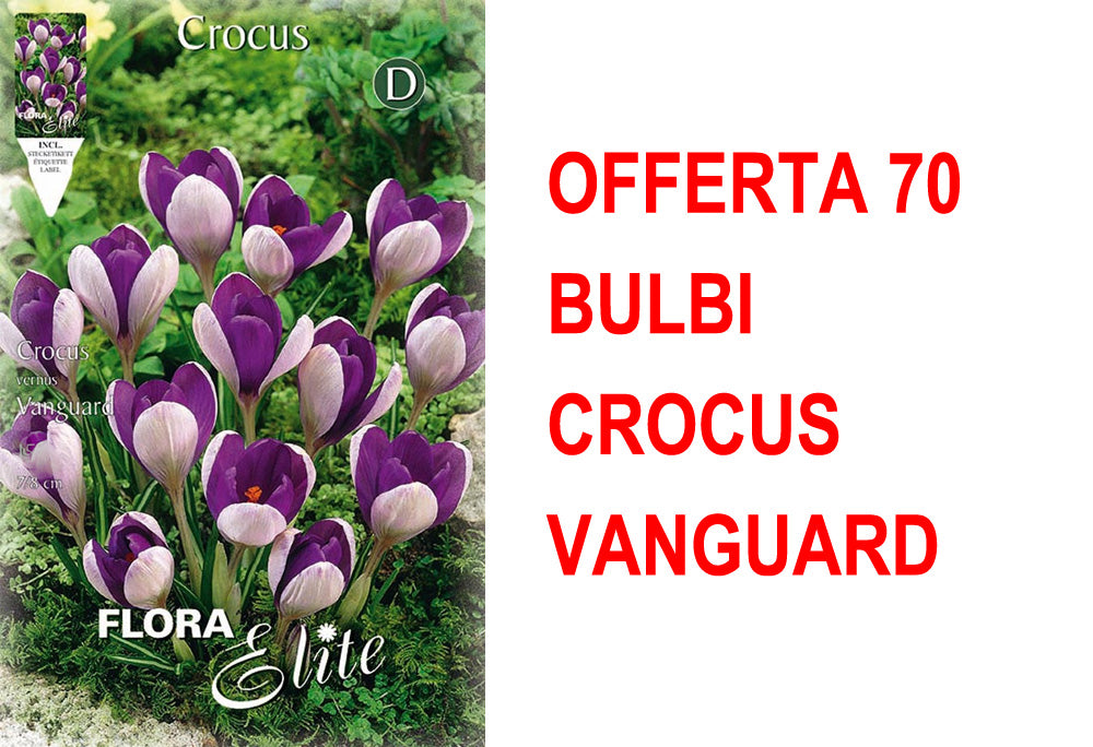 OFFERTA 70 BULBI CROCUS VANGUARD