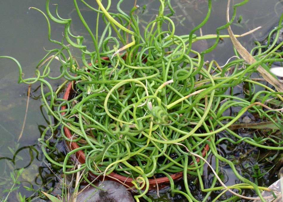 JUNCUS EFFUSUS SPIRALIS VASO 17CM