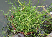 JUNCUS EFFUSUS SPIRALIS VASO 13CM