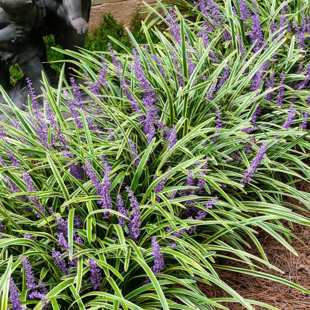 LIRIOPE VASO 18CM