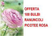 OFFERTA 100 BULBI RANUNCOLO PICOTEE ROSA