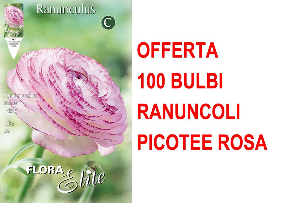 OFFERTA 100 BULBI RANUNCOLO PICOTEE ROSA