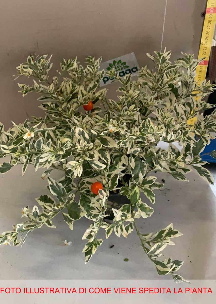 SOLANUM PSEUDOCAPSICUM IVEMA CILIEGIA DI GERUSALEMME VASO 12CM