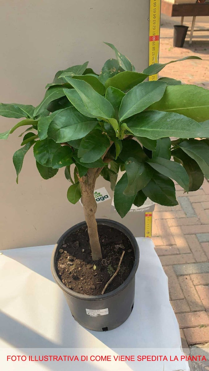 CITRUS BERGAMIA BERGAMOTTO IN VASO 20CM