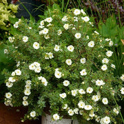 POTENTILLA FRUCTICOSA DOUBLE CREAM VASO 18CM