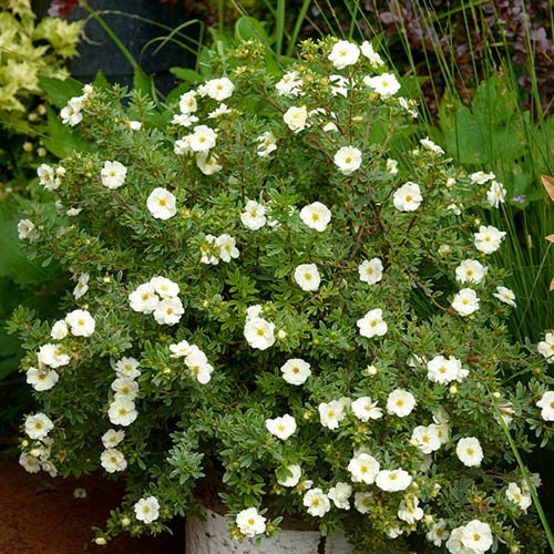 POTENTILLA FRUCTICOSA DOUBLE CREAM VASO 18CM