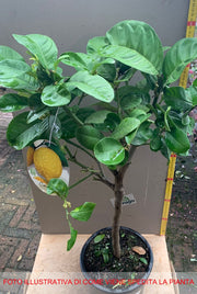 CEDRO MAXIMA (CITRUS MEDICA) IN VASO 20CM