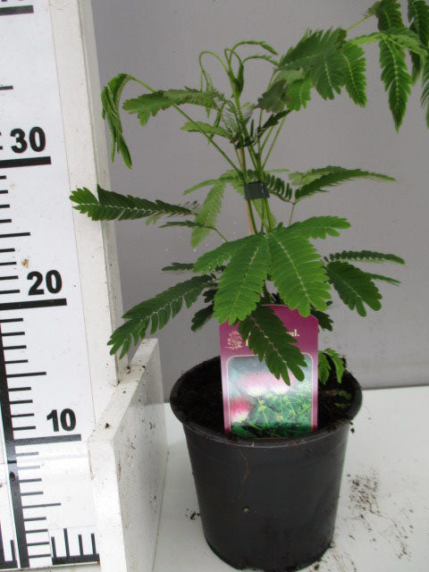 ALBIZIA JULIBRISSIN ROSEA MIMOSA DI COSTANTINOPOLI VASO DA 14CM