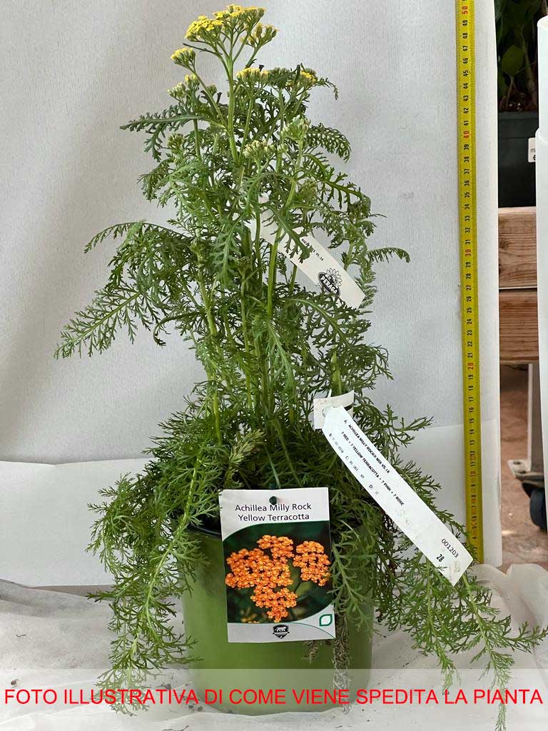 ACHILLEA MILLY ROCK TERRACOTTA IN VASO 18CM