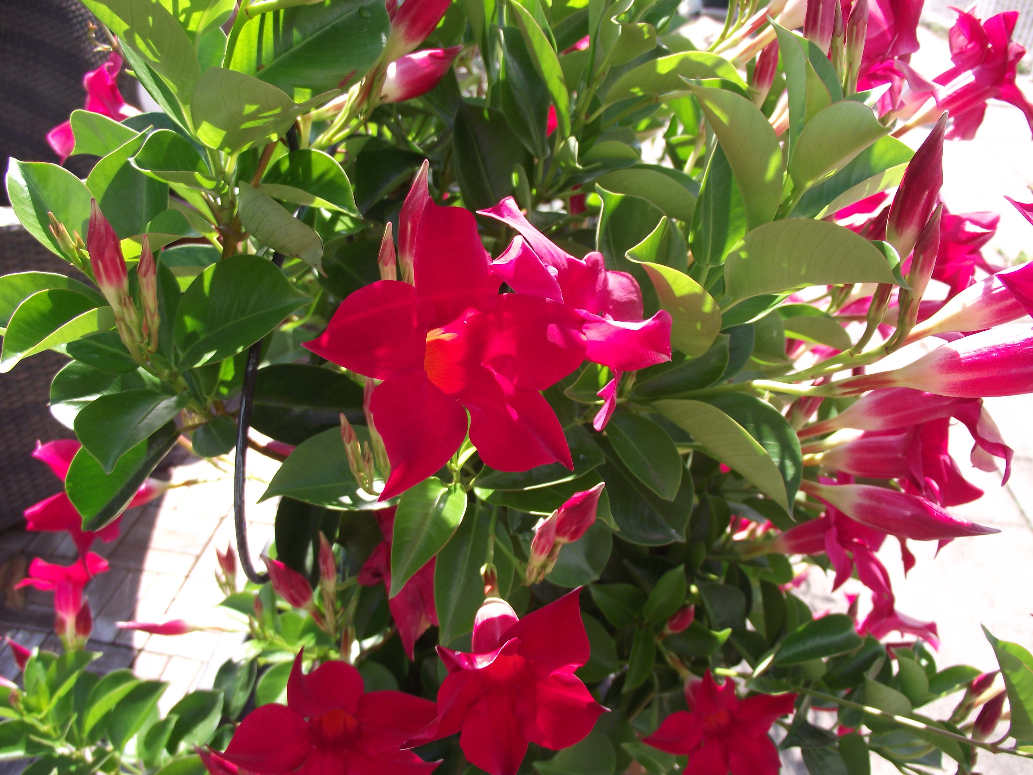 DIPLADENIA ROSSA VASO 14CM