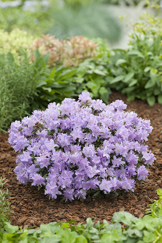 RODODENDRO IMPEDITUM SELECT IN VASO 21CM