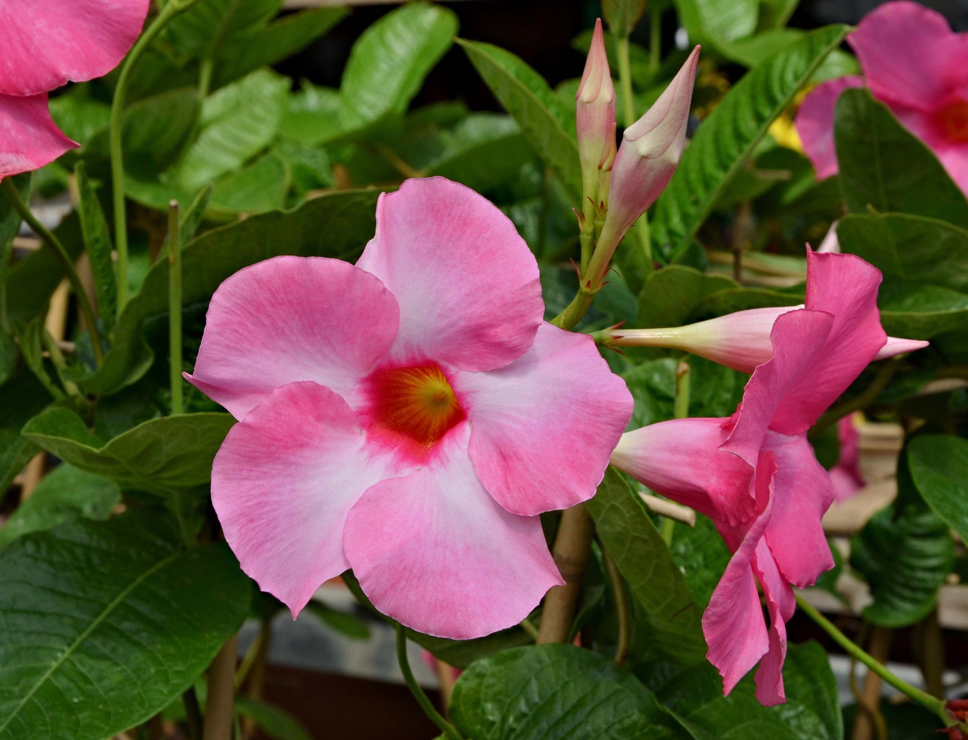 DIPLADENIA ROSA VASO 14CM