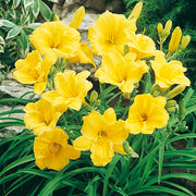 HEMEROCALLIS STELLA D'ORO VASO 18CM