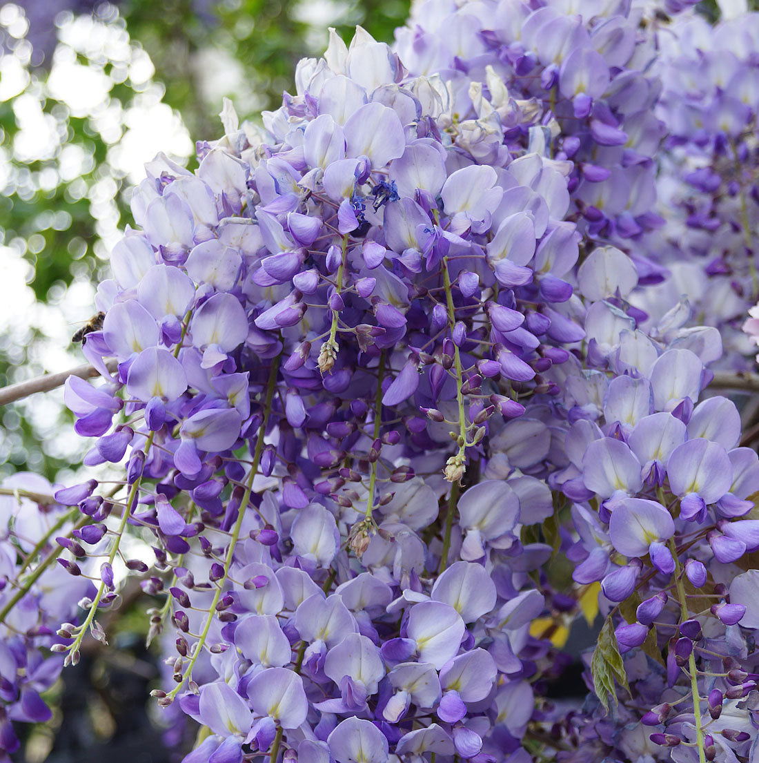 GLICINE WISTERIA SINENSIS VASO 18CM