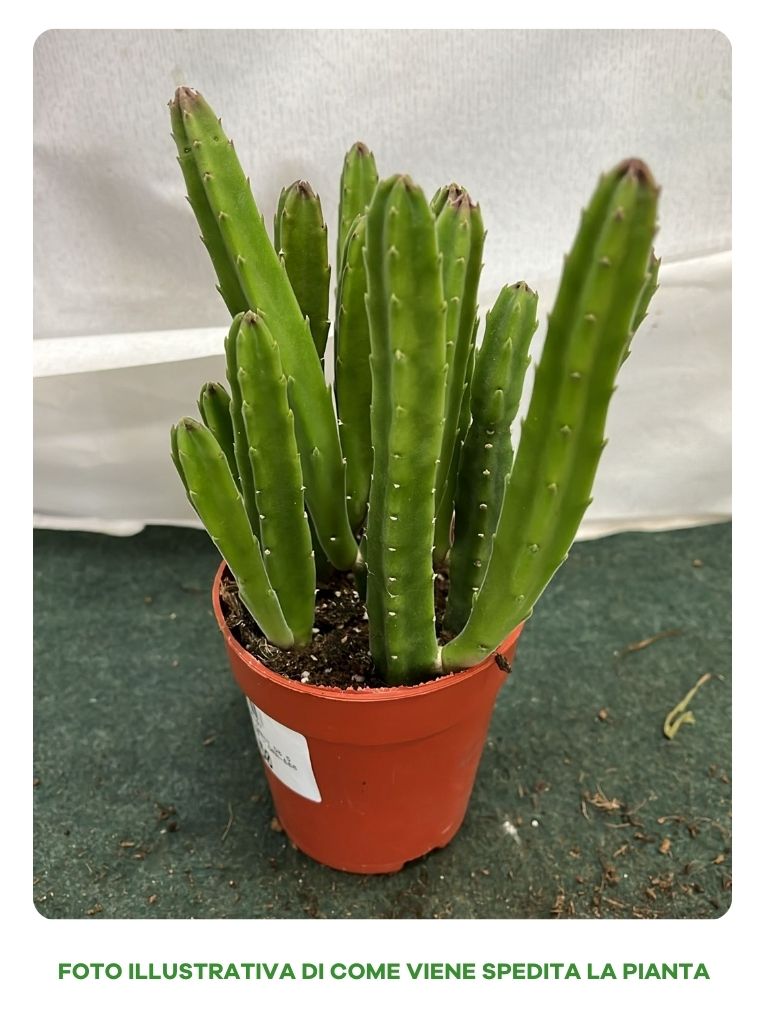 STAPELIA LEEN CREST VASO 8,5CM