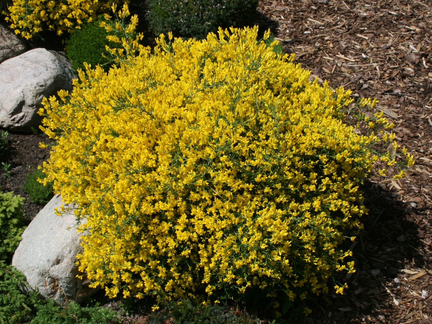GINESTRA DELLA SIRIA GENISTA LYDIA IN VASO 18CM