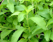 STEVIA REBAUDIANA IN VASO 14CM