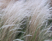 STIPA ICHU IN VASO DA 18CM