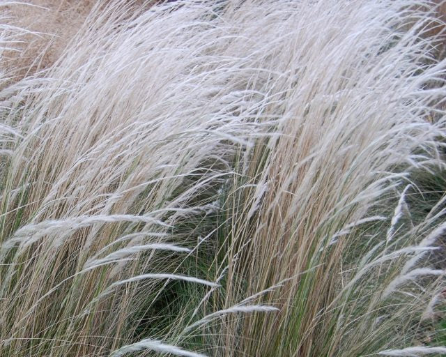 STIPA ICHU IN VASO DA 18CM