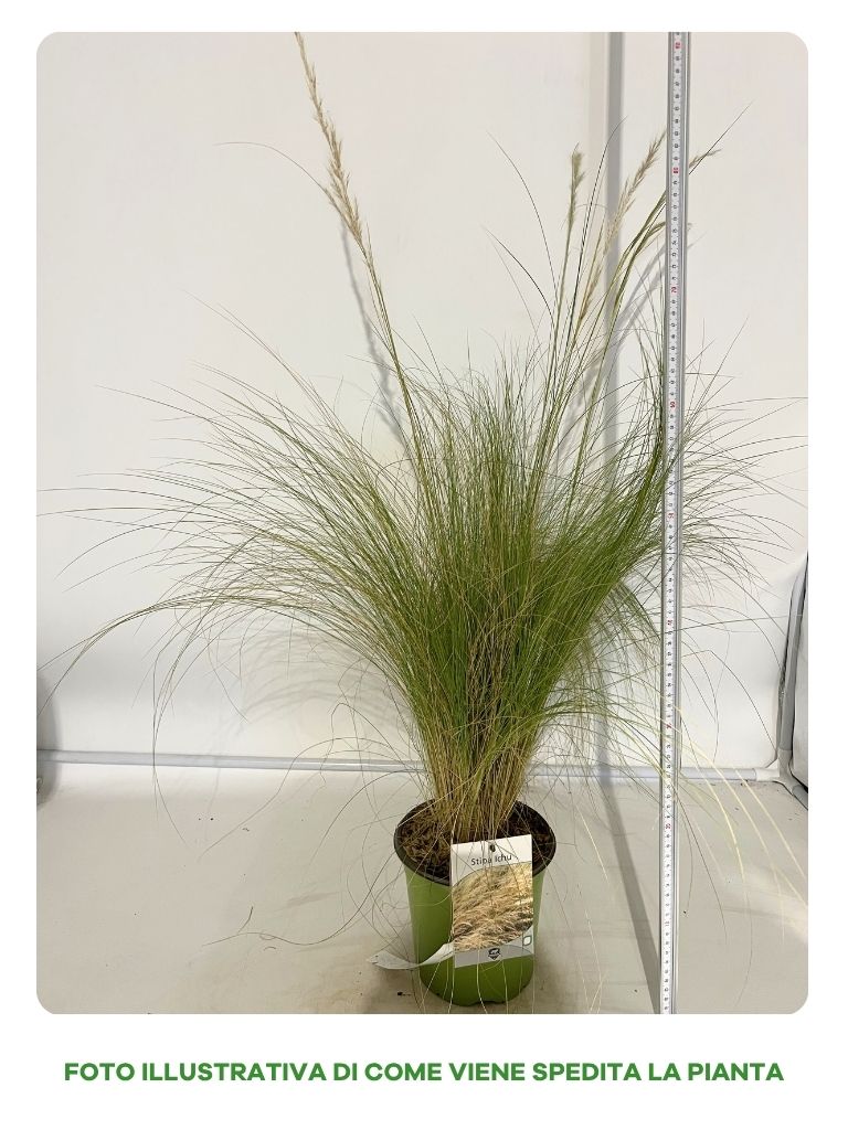 STIPA ICHU IN VASO DA 18CM
