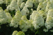 ORTENSIA HYDRANGEA PANICULATA LIMELIGHT DA COLLEZIONE VASO 11CM