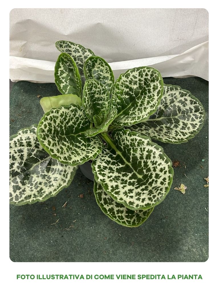 STREPTOCARPUS PRETTY TURTLE VASO 13CM