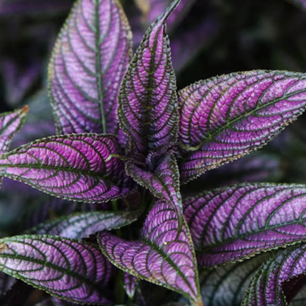 STROBILANTHES VIOLA IN VASO DA 13CM