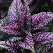 STROBILANTHES VIOLA IN VASO DA 13CM