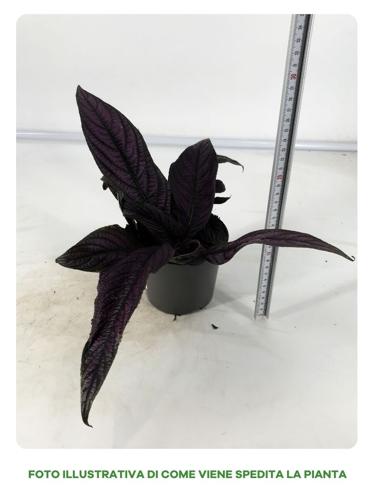 STROBILANTHES VIOLA IN VASO DA 13CM