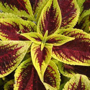 SUNCOLEUS IN VASO 12CM