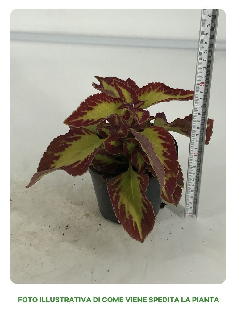 SUNCOLEUS IN VASO 12CM