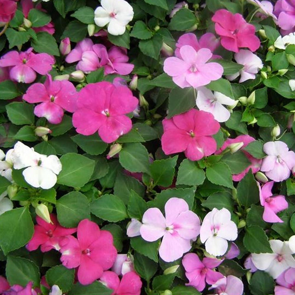 SUNPATIENS NUOVA GUINEA IN VASO DA 14CM COLORI ASSORTITI