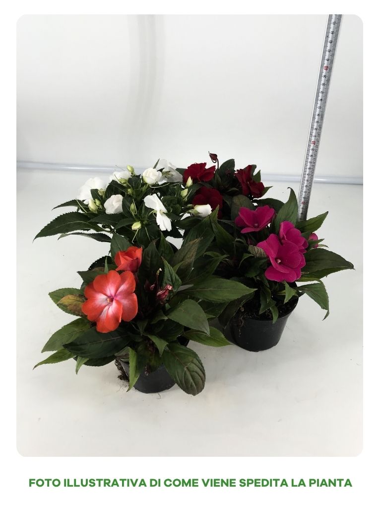 SUNPATIENS NUOVA GUINEA IN VASO DA 14CM COLORI ASSORTITI
