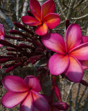 PLUMERIA POMELIA SUPERNOVA IN VASO 18CM