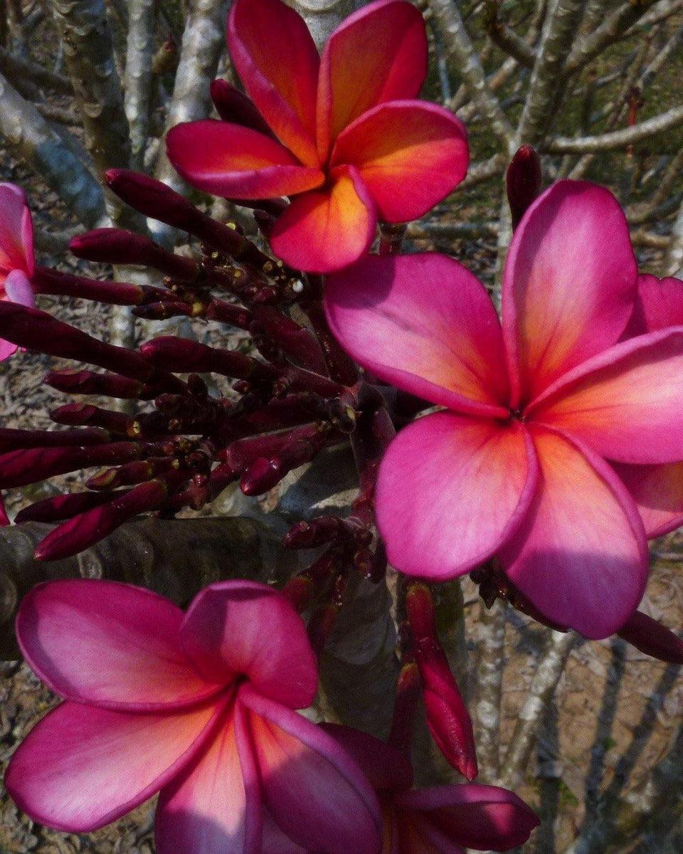 PLUMERIA POMELIA SUPERNOVA IN VASO 18CM