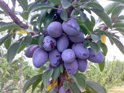 SUSINO RAMASIN (1 PIANTA IN PACK)