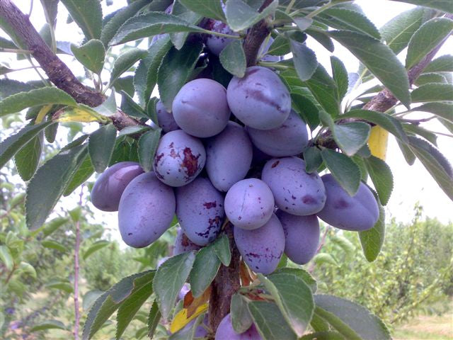 SUSINO RAMASIN (1 PIANTA IN PACK)