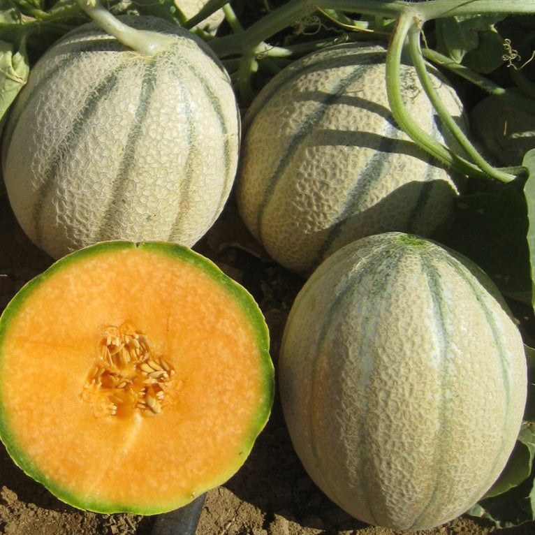 SEMI MELONE SWEET AMERICA FRANCHI SEMENTI