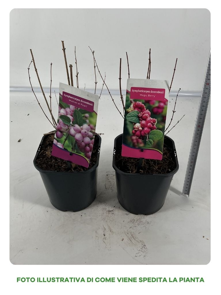 SYMPHORICARPOS MAGICAL GALAXY ALBERO DELLE PERLE VASO DA 13CM VARIETA' ASSORTITE