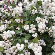 SYMPHORICARPOS MAGICAL GALAXY ALBERO DELLE PERLE VASO DA 13CM VARIETA' ASSORTITE