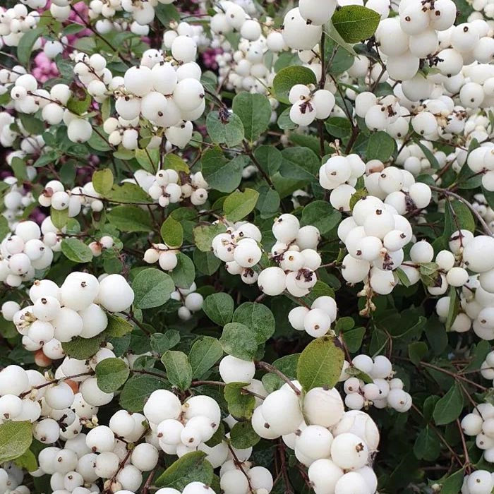 SYMPHORICARPOS MAGICAL GALAXY ALBERO DELLE PERLE VASO DA 13CM VARIETA' ASSORTITE