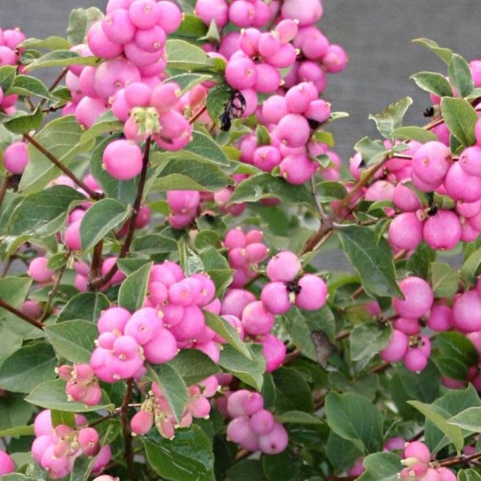 SYMPHORICARPOS MAGICAL GALAXY ALBERO DELLE PERLE VASO DA 13CM VARIETA' ASSORTITE