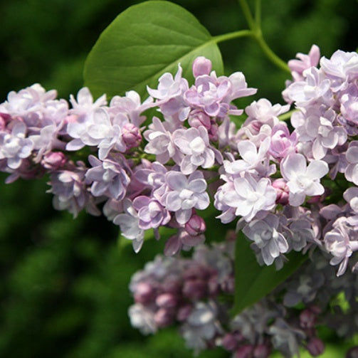 SYRINGA LILLA' KATHERINE HAVEMEYER IN VASO 26CM