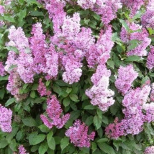 SYRINGA MINUET VASO 23CM