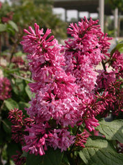 SYRINGA MISS CANADA VASO 23CM