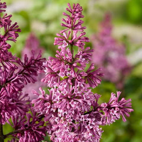 SYRINGA RED WINE VASO 23CM