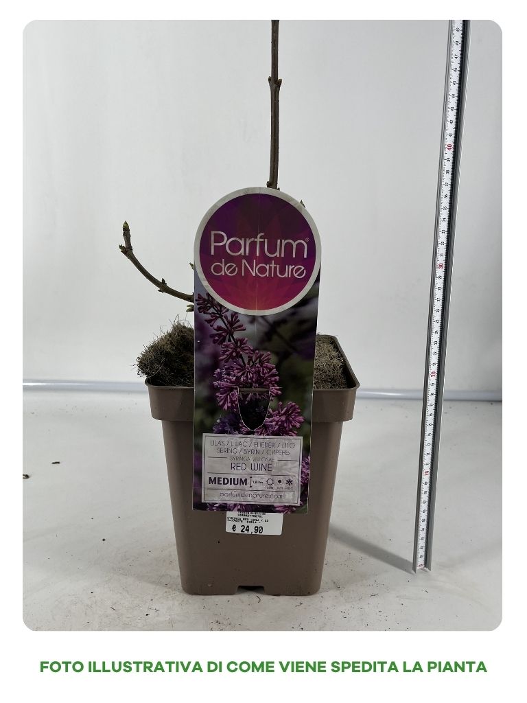 SYRINGA RED WINE VASO 23CM