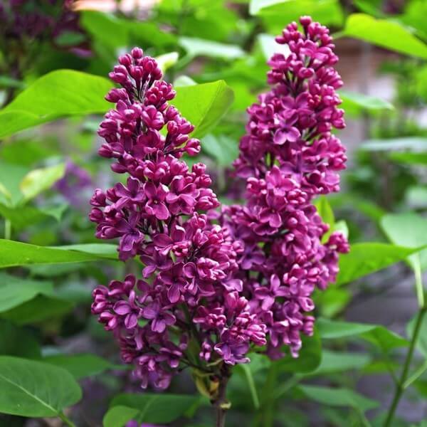 SYRINGA ROYALTY VASO 23CM
